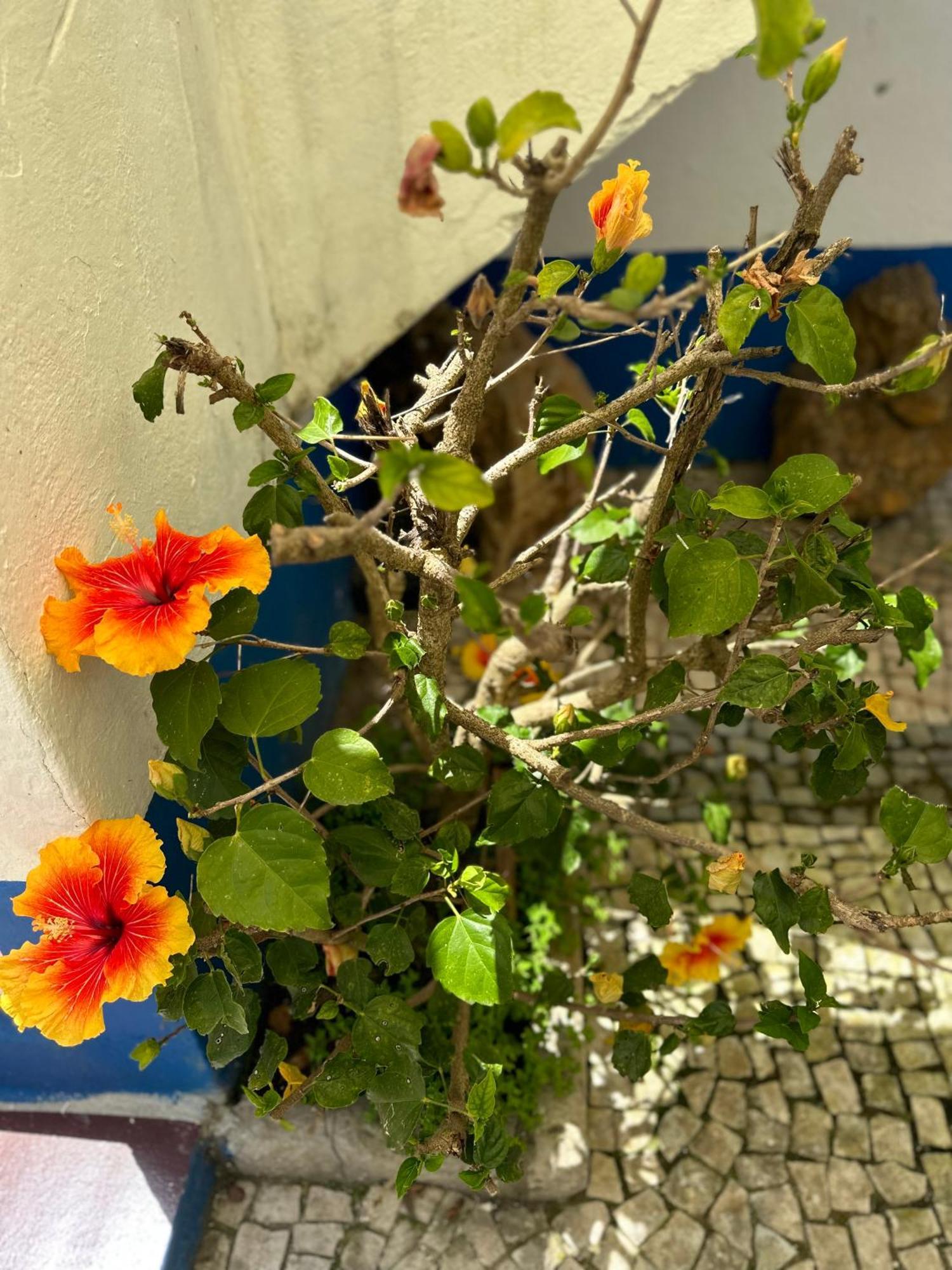 Casa Do Poco Bed and Breakfast Όμπιδος Εξωτερικό φωτογραφία